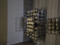 Kuluçkalık Bıldırcın Yumurtası