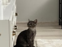 Yavru british shorthair çok tatlı