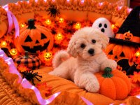 Üst Kalite Maltipoo Yavrular 