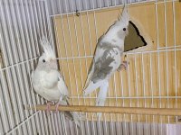 White Face Jumbo Boy Hazır Takım Sultan Papağanı