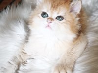 Show kalite dişi british longhair