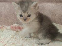 SAFKAN ÇOK ŞİRİN BEBEK BRİTİSH SHORTHAİR YAVRULARIMIZ