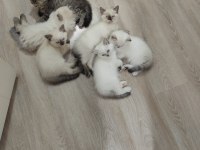 2 aylık yavru kediler 5 adet