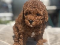 RED BROWN TOY BOY POODLE KIZIMIZ