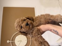 AYNI ANNEDEN 3 ERKEK YAVRU TOY POODLE