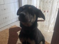 Köpeğimizi acil sahiplendiriyoruz