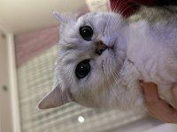 BRİTİSH SHORTHAİR PRENSES KEDİMİZ