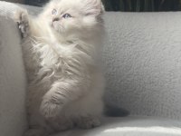 British longhair golden point