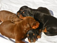 FCI KIF ŞECERELİ A CLASS DOBERMAN YAVRULARIMIZ