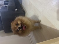 Erkek 2 yaşında 3kg pomeranian