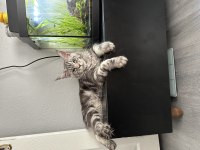 Maine coon yavru