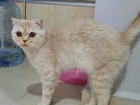 Dişi scottish fold