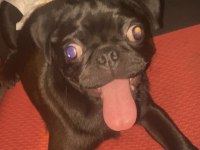 4 Aylık Evcil Siyah Pug Köpeği