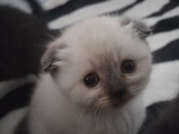 Blue point dişi scottish fold