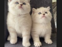 SAFKAN AYI SURAT GOLDEN POİNT BRİTİSH SHORTHAİR BEBEKLER