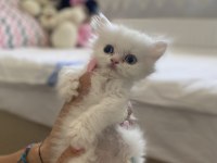 İran kedisi yavruları