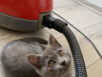 yavru british shorthair kedimiz
