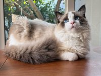 DÜNYALAR YAKIŞIKLISI PRENSİME RAGDOLL EŞ ARIYORUM