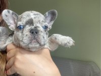 BLUE MERLE FRENCH BULLDOG