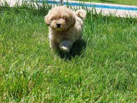 Maltipoo Yavruları Sizleri Bekliyor