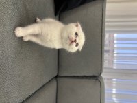oyuncu ve sevimli yavru kediler