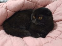 Siyah yavru scottish fold ilanı