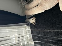 2,5 aylık erkek scottish fold
