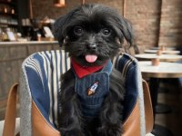 Black morkie çok sevimli
