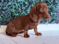 Dünyanın Gözdesi Irk Mini Dachshund