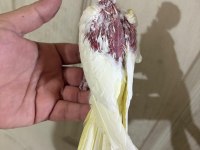 39 günlük sultan papağanı KUSURSUZ LUTİNO BEBEK