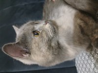 British Shorthair Tarçın