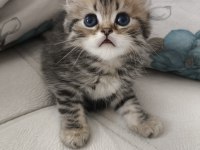 Safkan british shorthair yavru