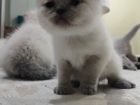 Baba Scottish Fold Anne British Shorthair 5 Sevimli Yavru