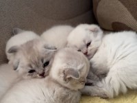 A kalite 2 aylık scottish fold yavrular