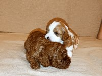Toy poodle