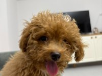 3,5 Aylık Dişi Toy Poodle