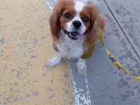 7 yaşında cavalier king charles