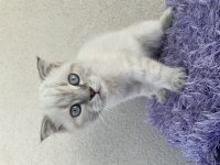 2.5 aylık scottish fold oğlumuz