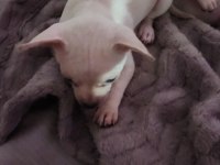 Orijinal elma kafa chihuahua yavruları bir dişi ve bir erkek