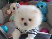 Beyaz Prens Mikro Pomeranian