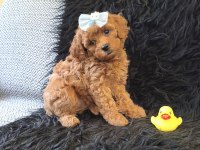 Peluş bir poodle kız