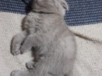 Minik scottish fold erkekler 2 aylık oldular
