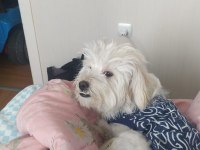 Maltese terrier köpeği