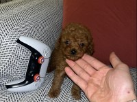 Uygun Anne Altından Toy Poodle Bebekler