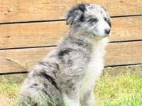 Zeka Ve Eğlence Merle Renk Border Collie Yavrular