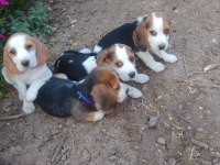 Safkan beagle yavrularımız