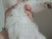 Blue point boncuk gözlü scottish fold