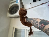 Toy poodle kore kan esleme ilanı