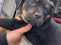 Son kalan dişi rottweiler yavrumuz