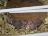 Hamster yavruları
